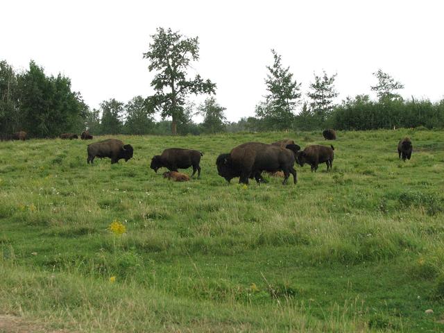 Elk Island National Park